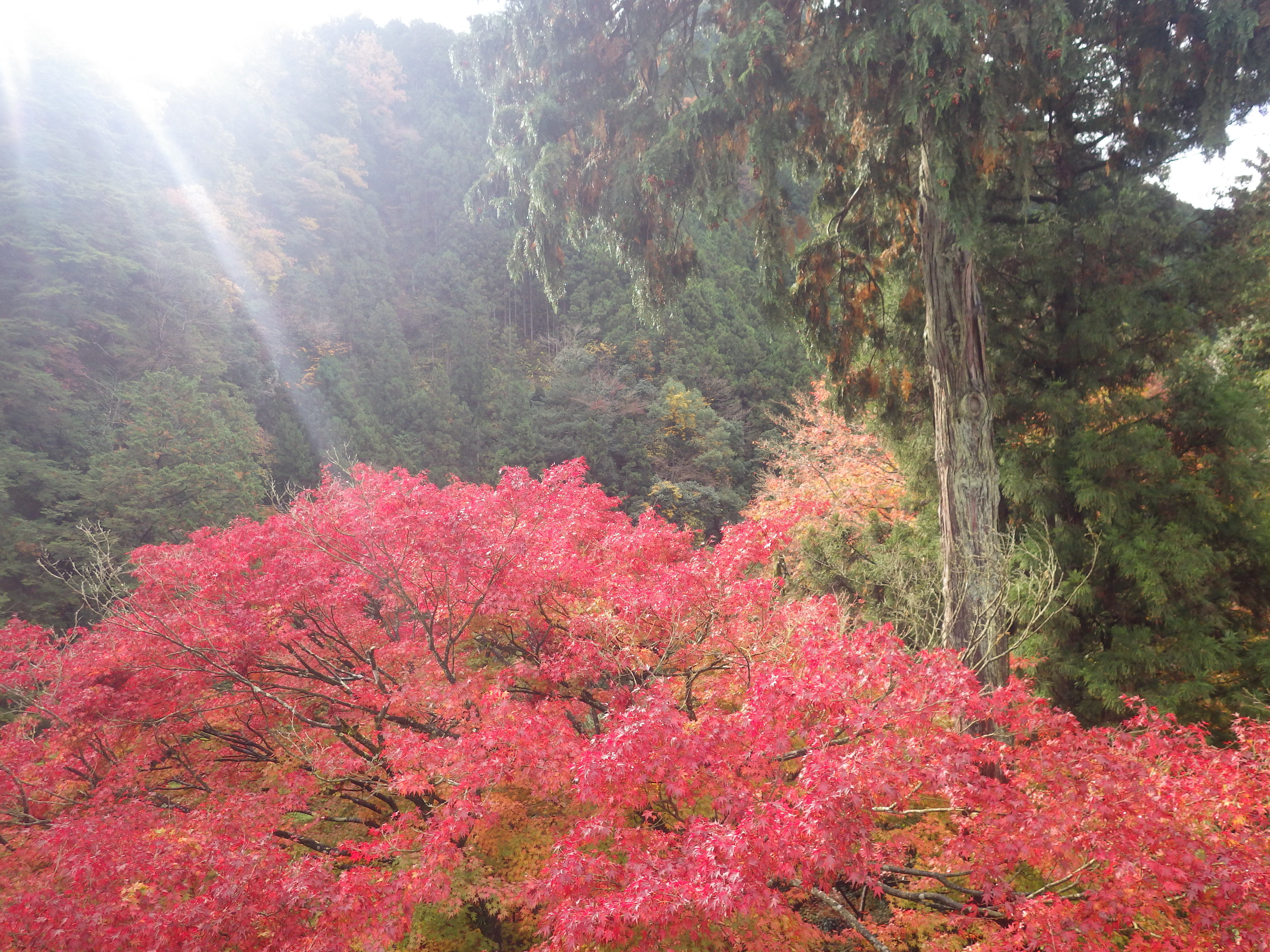 奥多摩ハイキング,奥多摩登山,okutama,御岳山