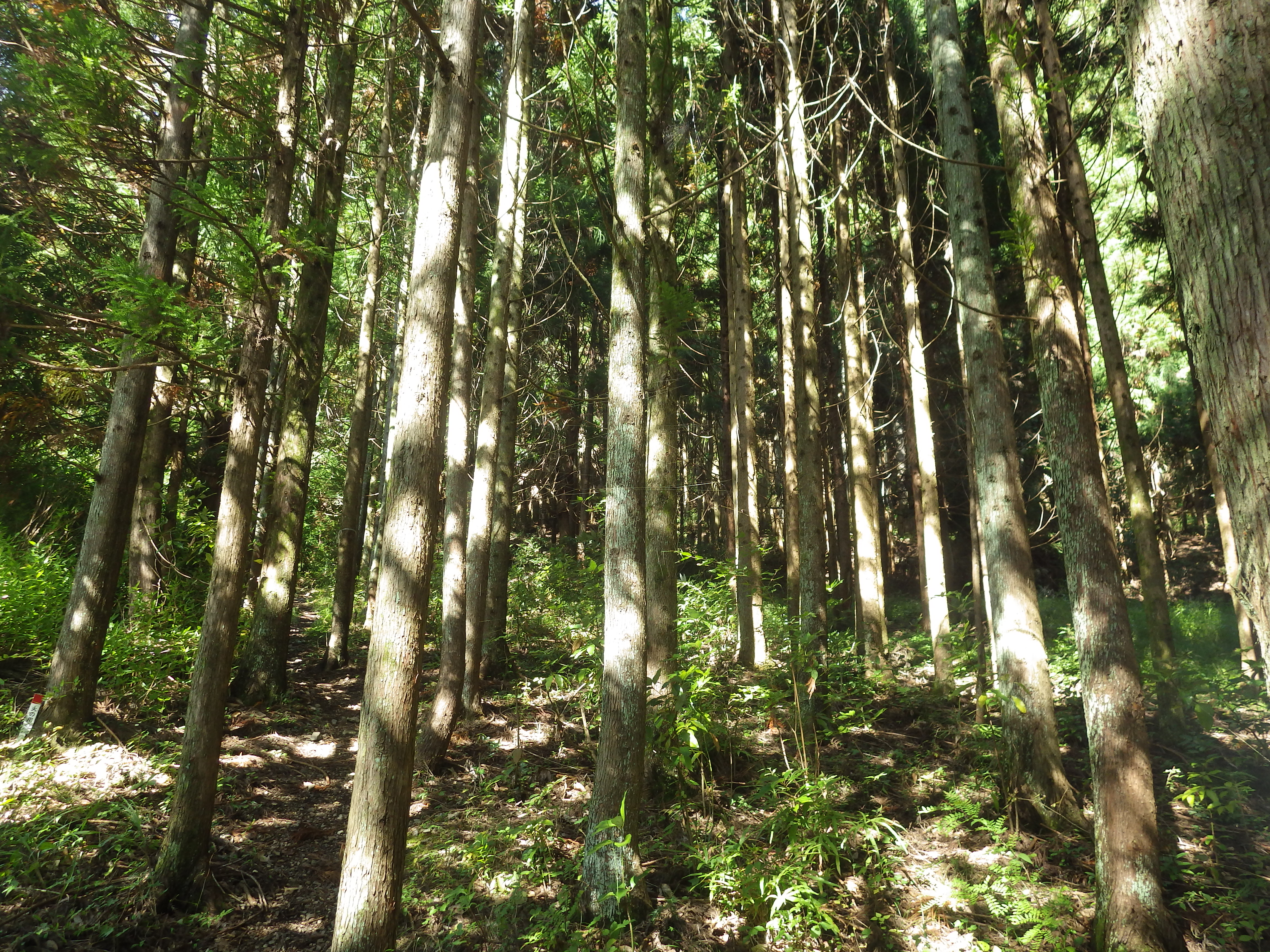 植林.奥多摩.okutama.チクマ山.ゴンザス尾根.