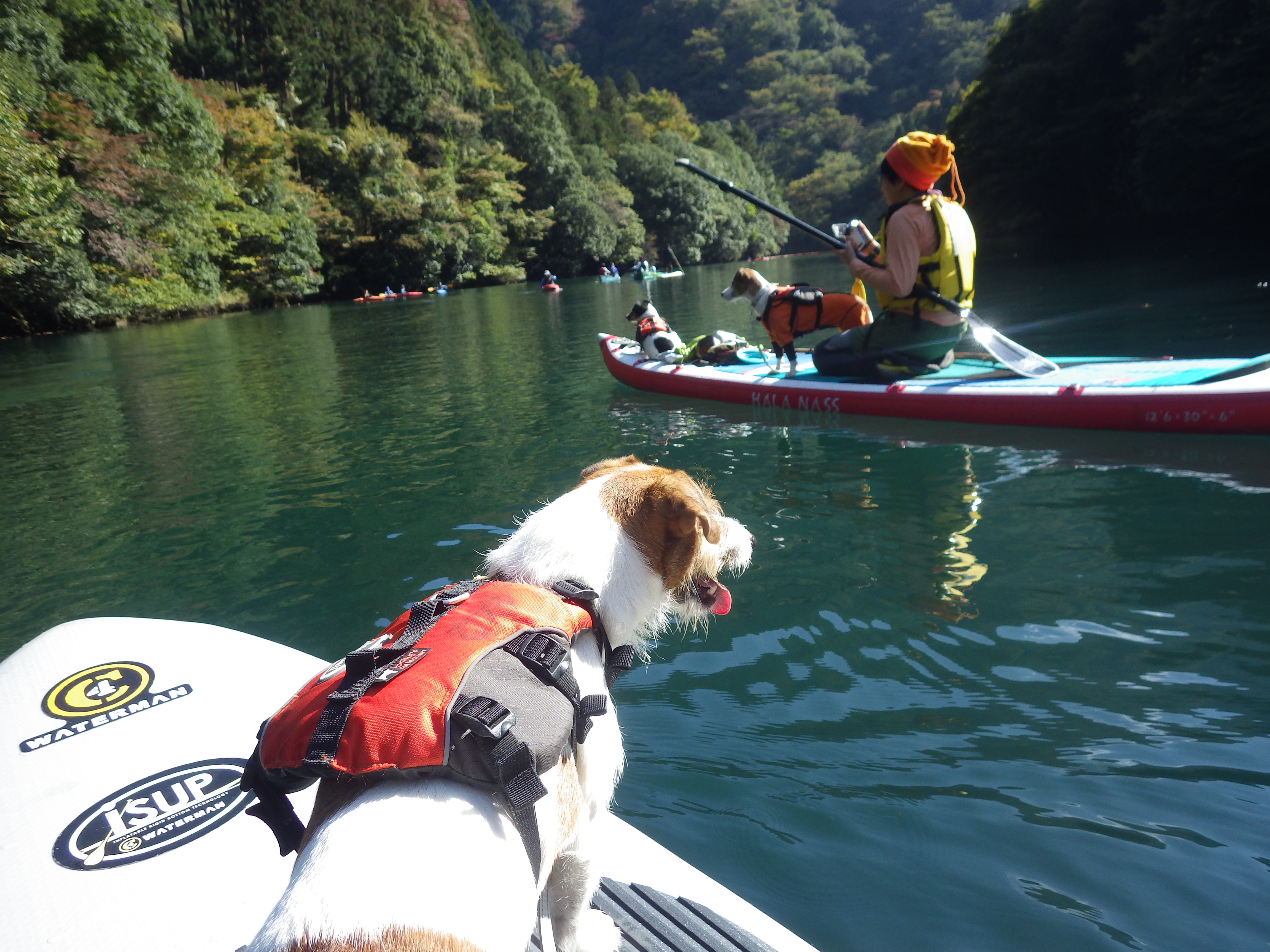 奥多摩カヌー.奥多摩sup.犬カヌー.東京カヌー.ぼちぼちアドベンチャーすその.okutama.canoe.sup.dogcanoe.