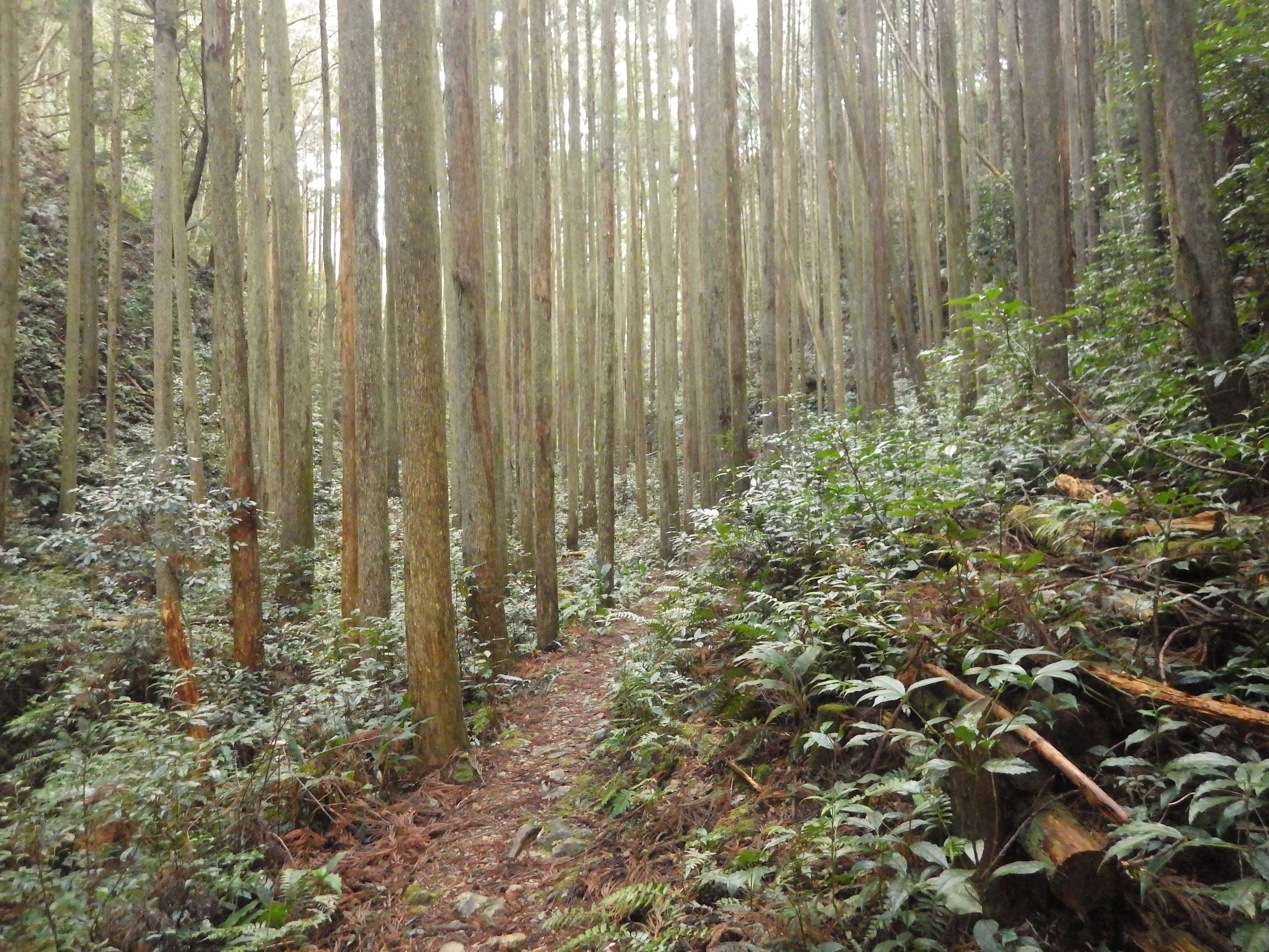 熊野三山ハイキング