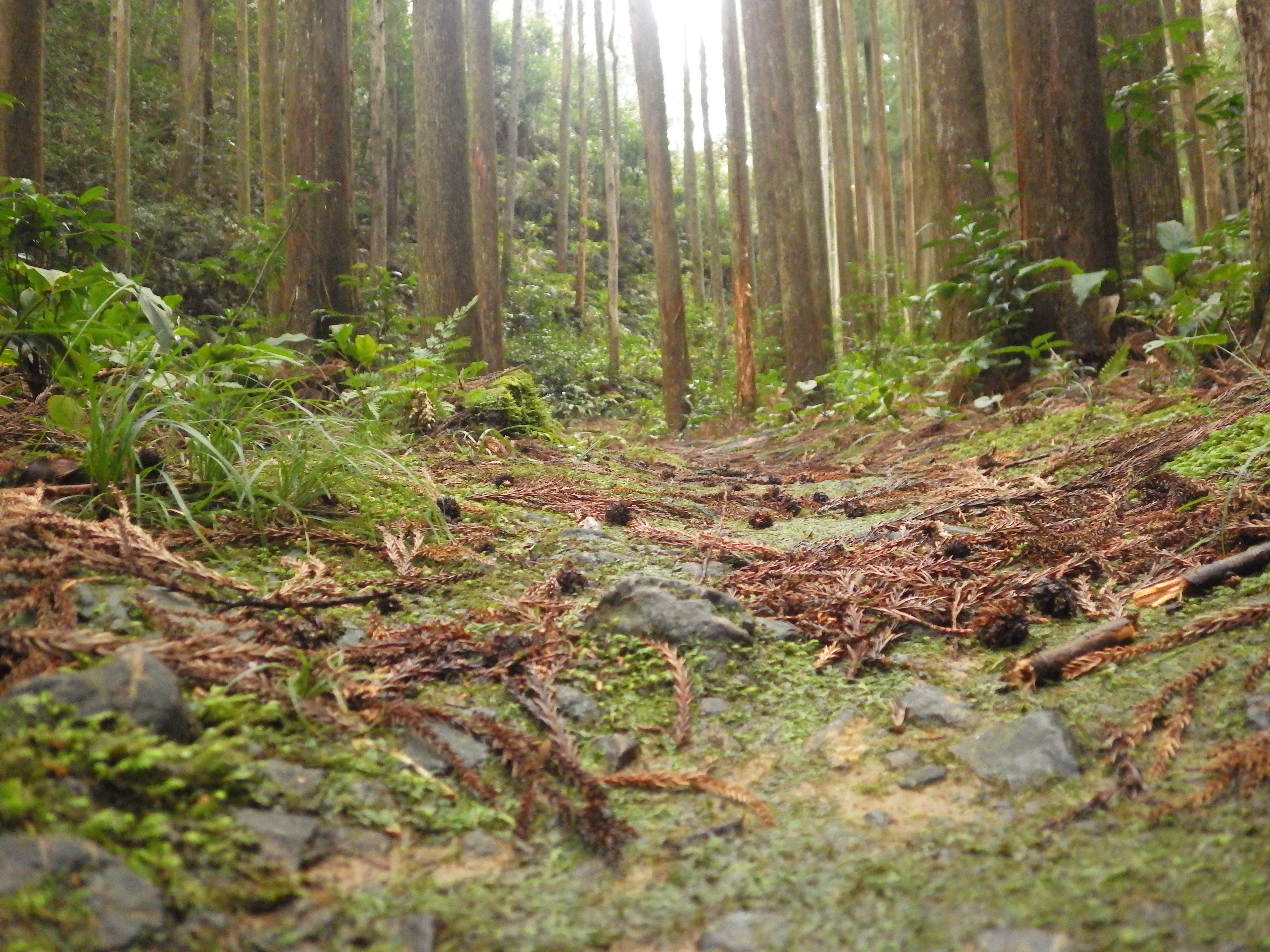 熊野那智大社,熊野古道