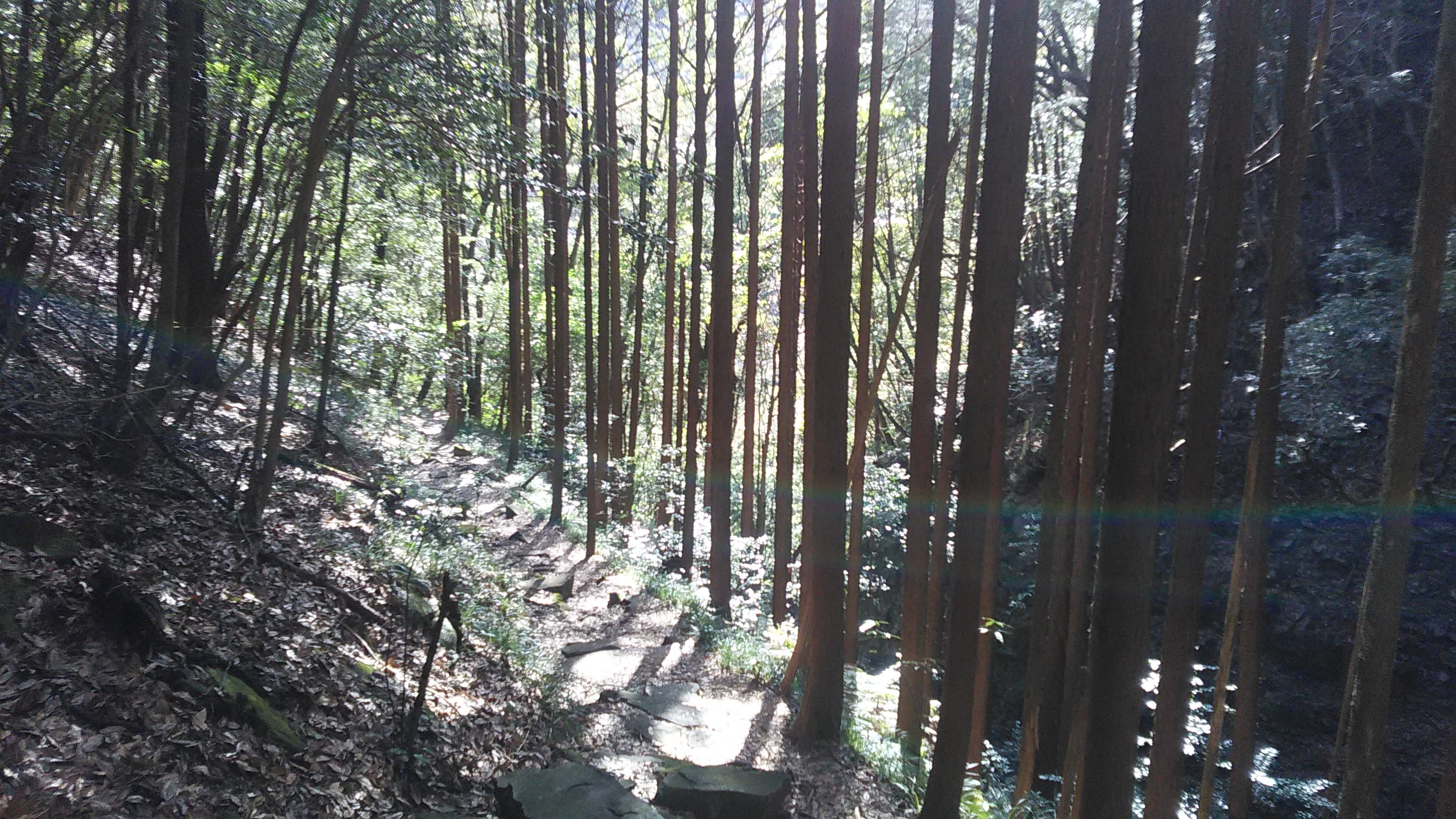 竜爪山薬師岳,静岡県,竜爪山文珠岳