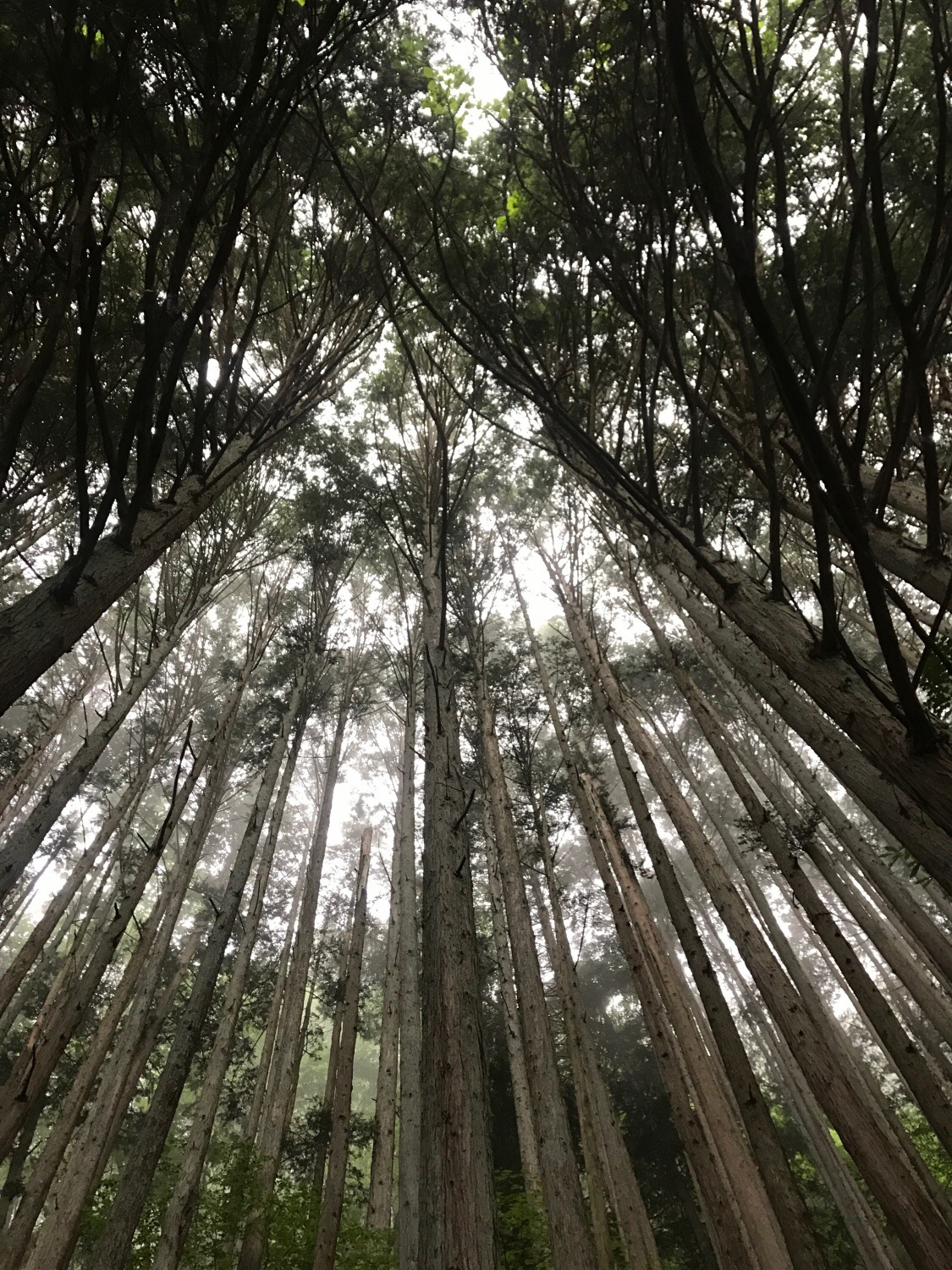 奥多摩登山,ぼちぼちアドベンチャーすその,雲取山登山