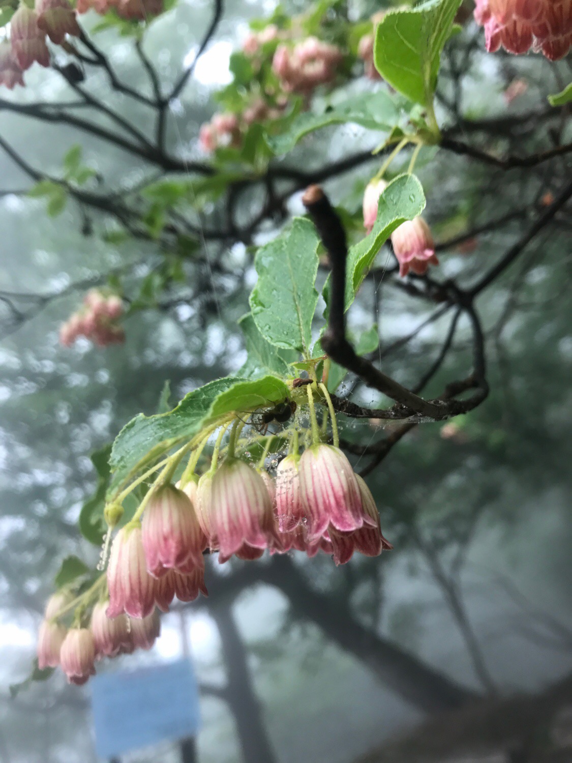 奥多摩登山,サラサドウダン,雲取山,七ツ石山