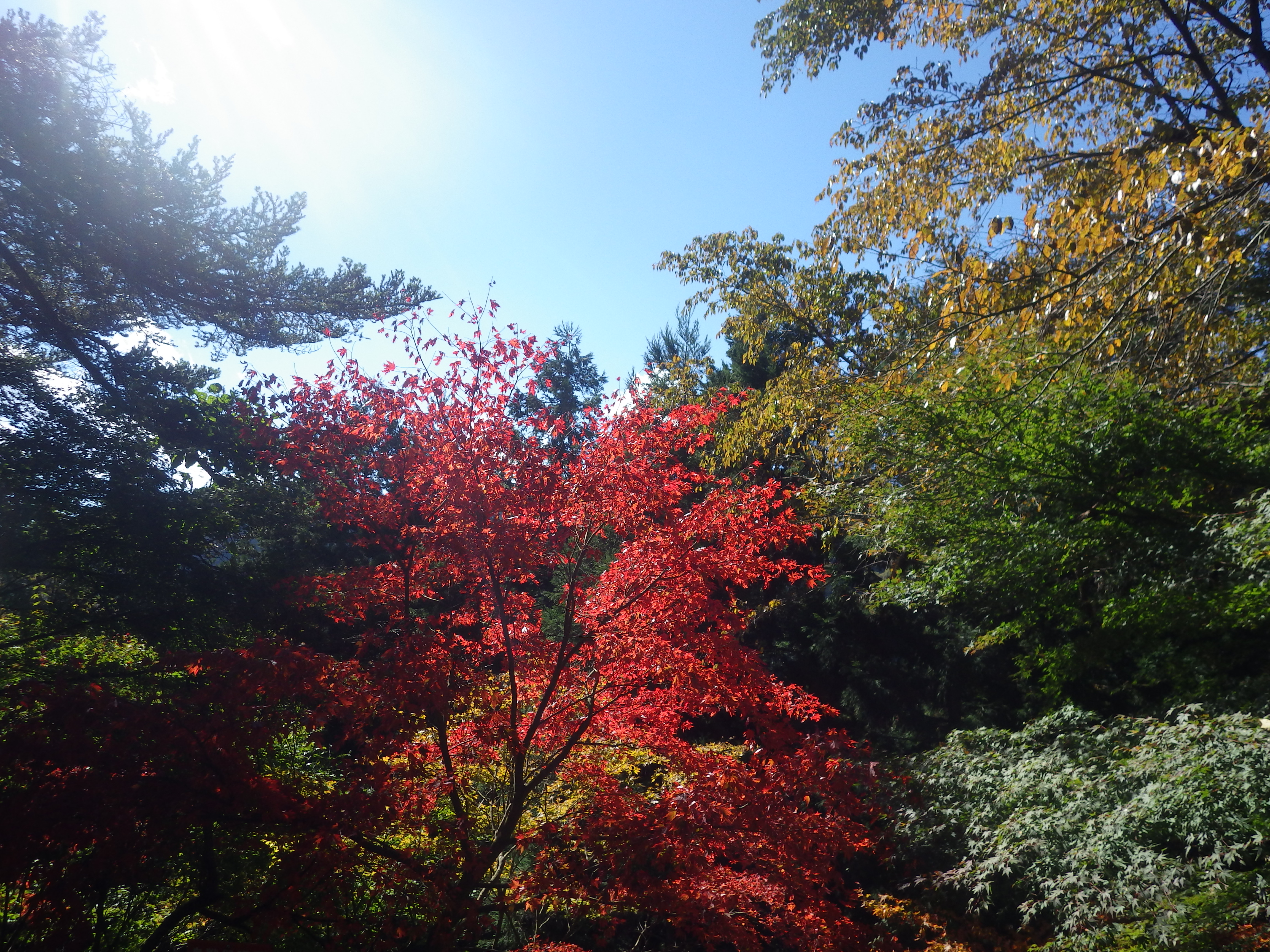 紅葉,奥多摩ハイキング