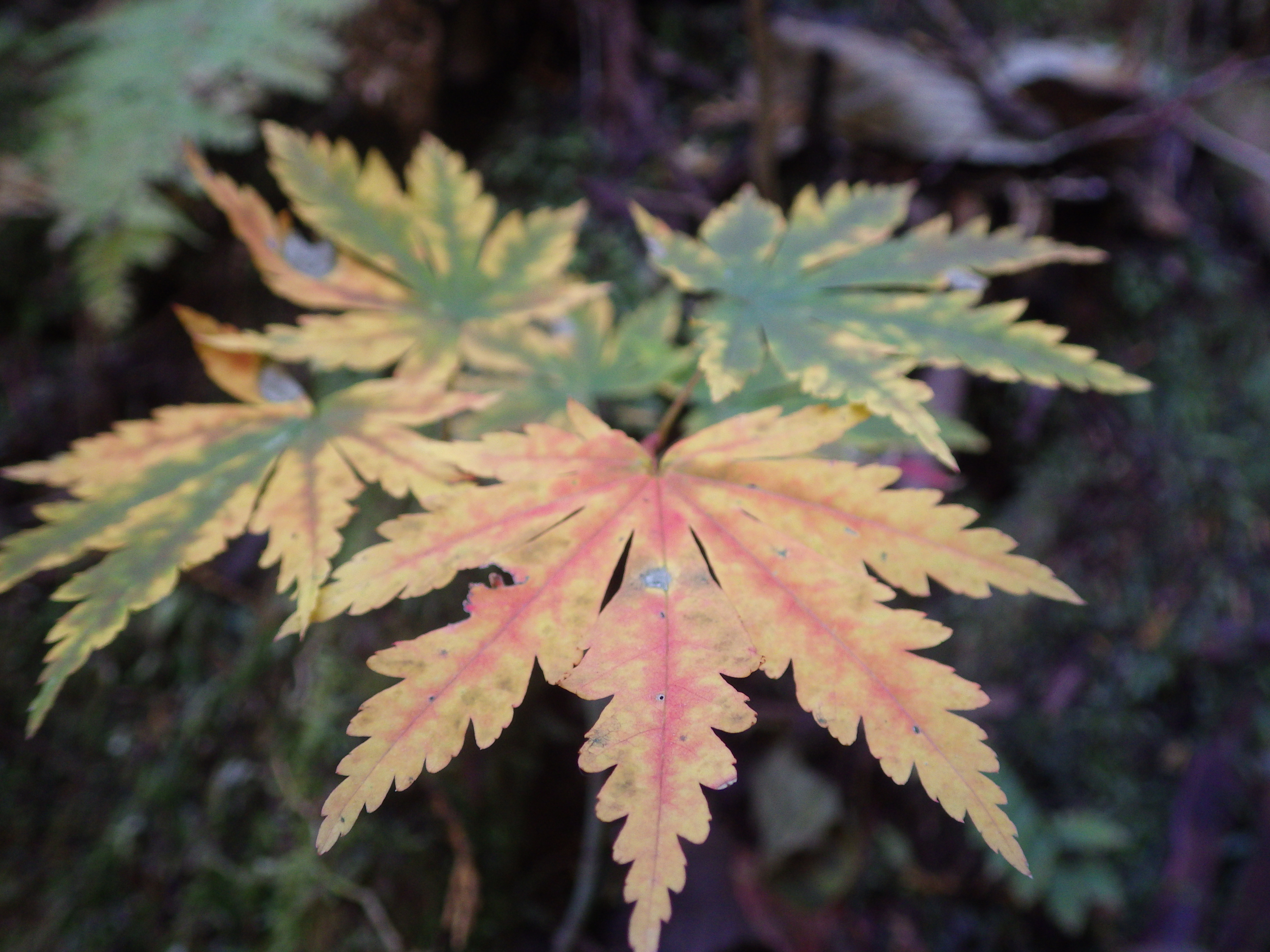 イロハモミジ,紅葉