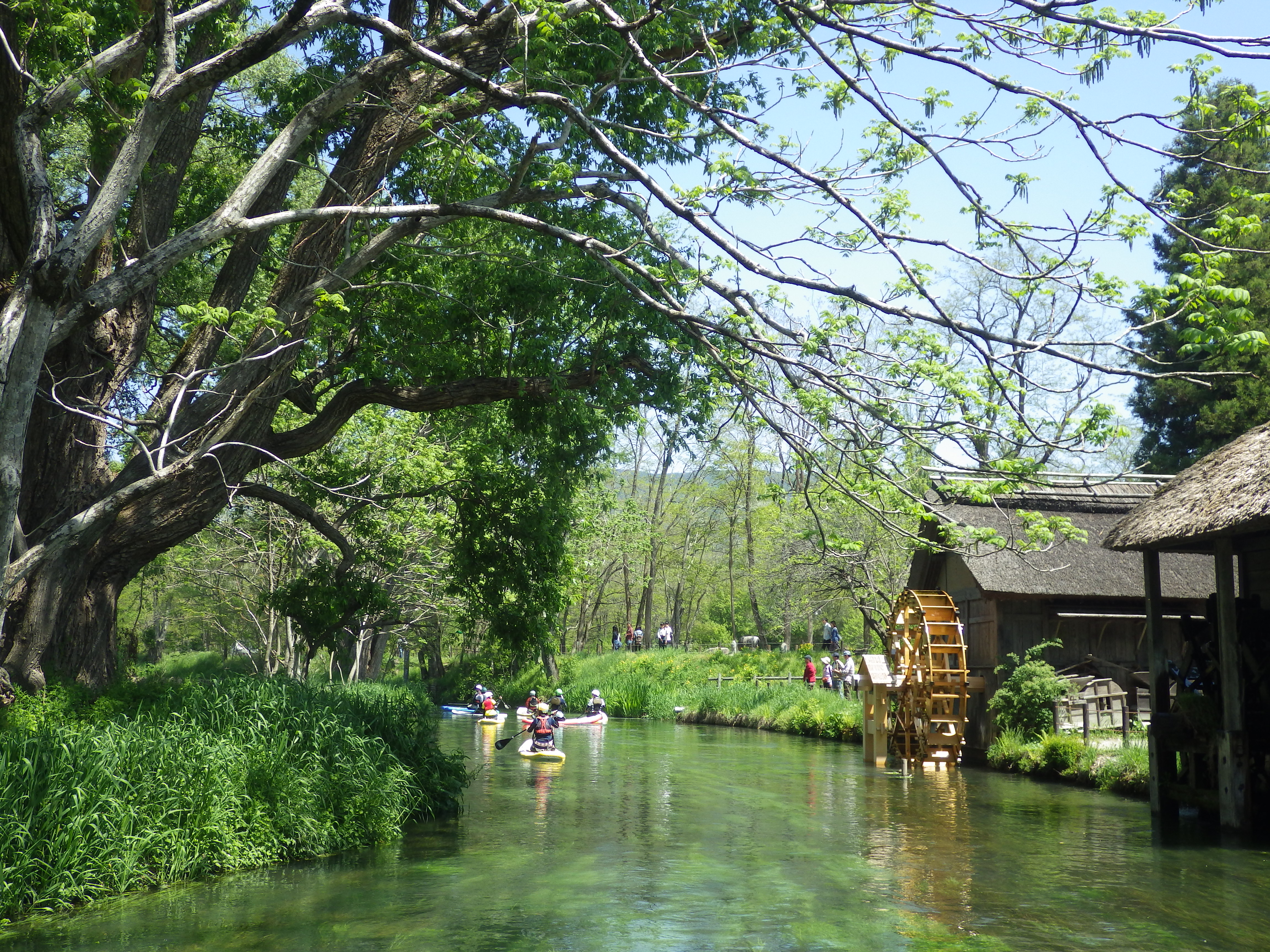 大王わさび園,わさびソフト,水車