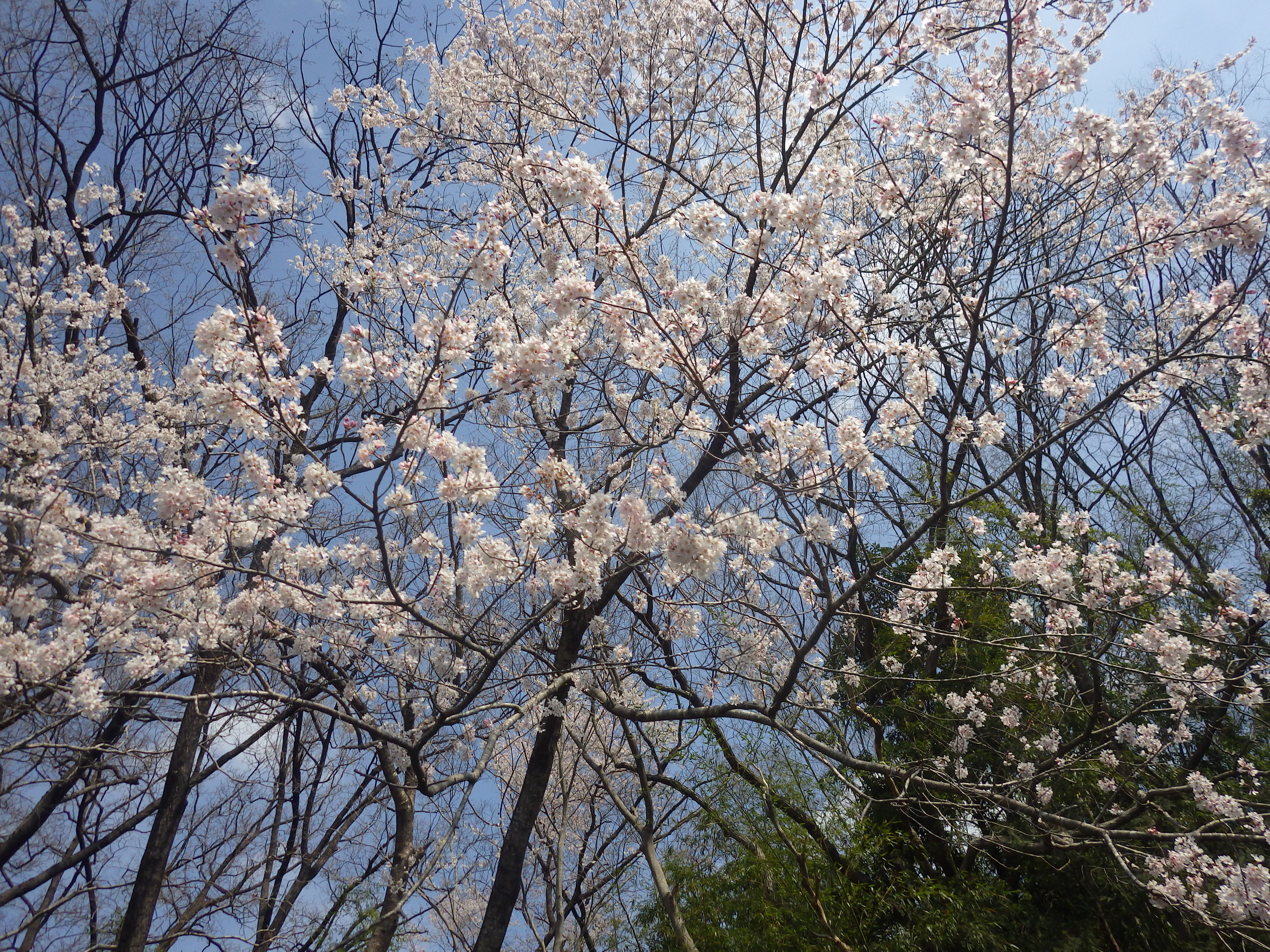 桜,玉淀湖